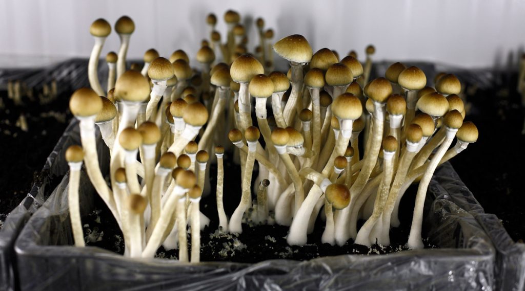 Buy shrooms detriot provide you with the pleasure you search for a great deal
