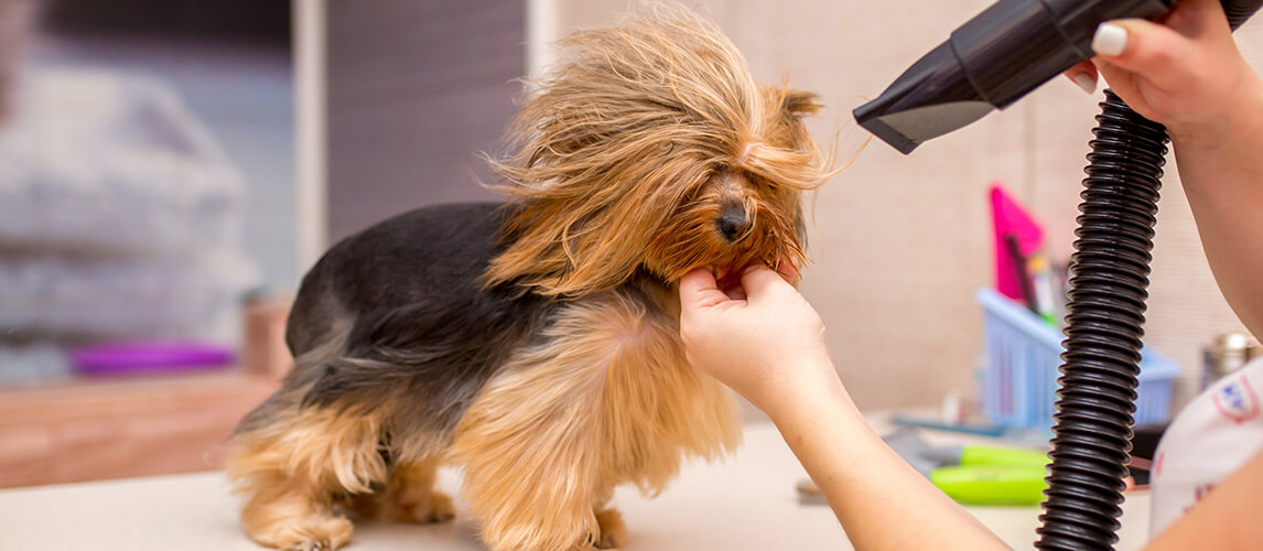 Dog blow dryers are really useful for maintaining your pet’s coat in top condition